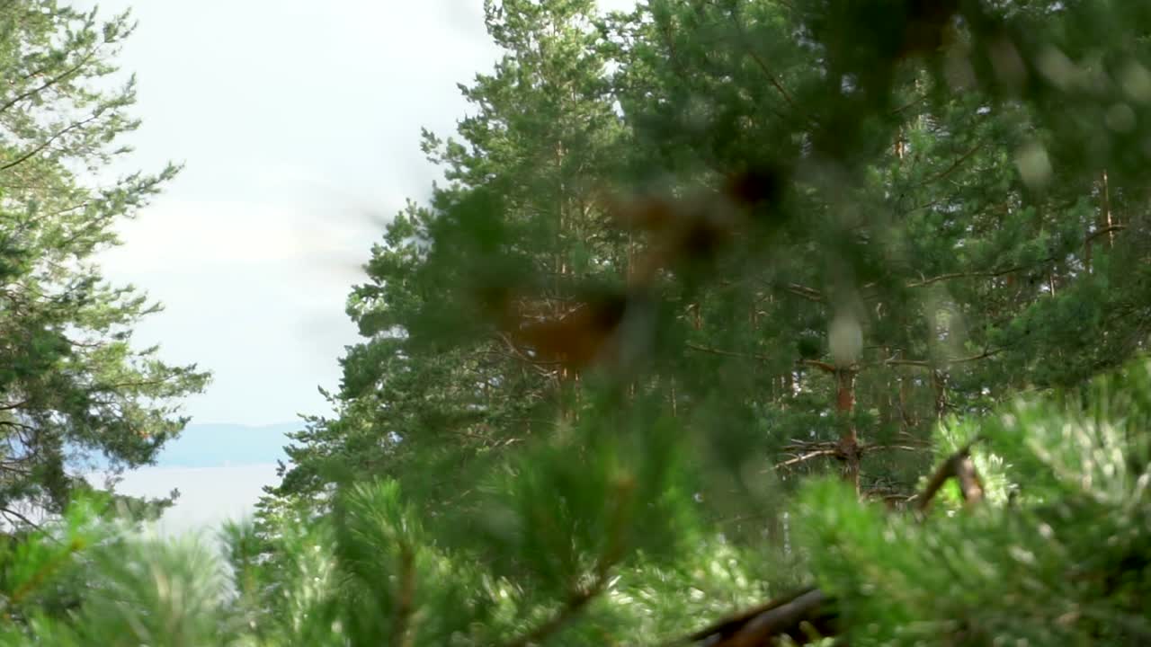 Pine Tree Branches in a Forest