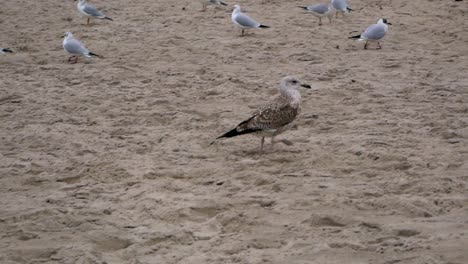 Gaviota-Camina-Entre-Otras-Aves-En-Una-Playa-De-Arena-Del-Mar-Báltico