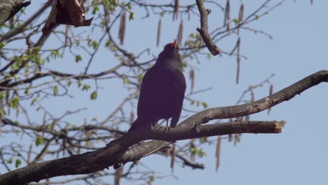 Slow-motion-medium-shot-of-a-young-Blackbird-sitting-on-a-swaying-branch