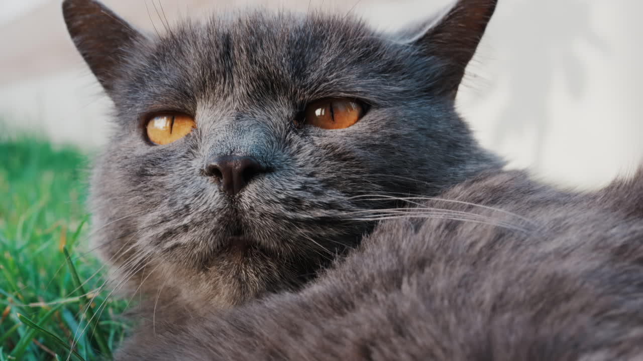 Relaxed grey British Shorthair cat resting on green grass under soft daylight