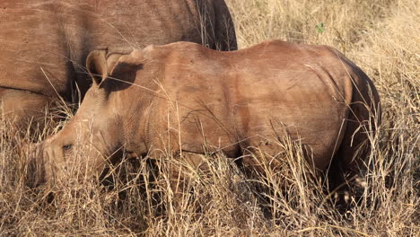 adorable baby rhino eats savanna grass beside mom on golden morning