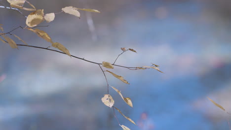 Autumn-leaves-in-front-of-creek