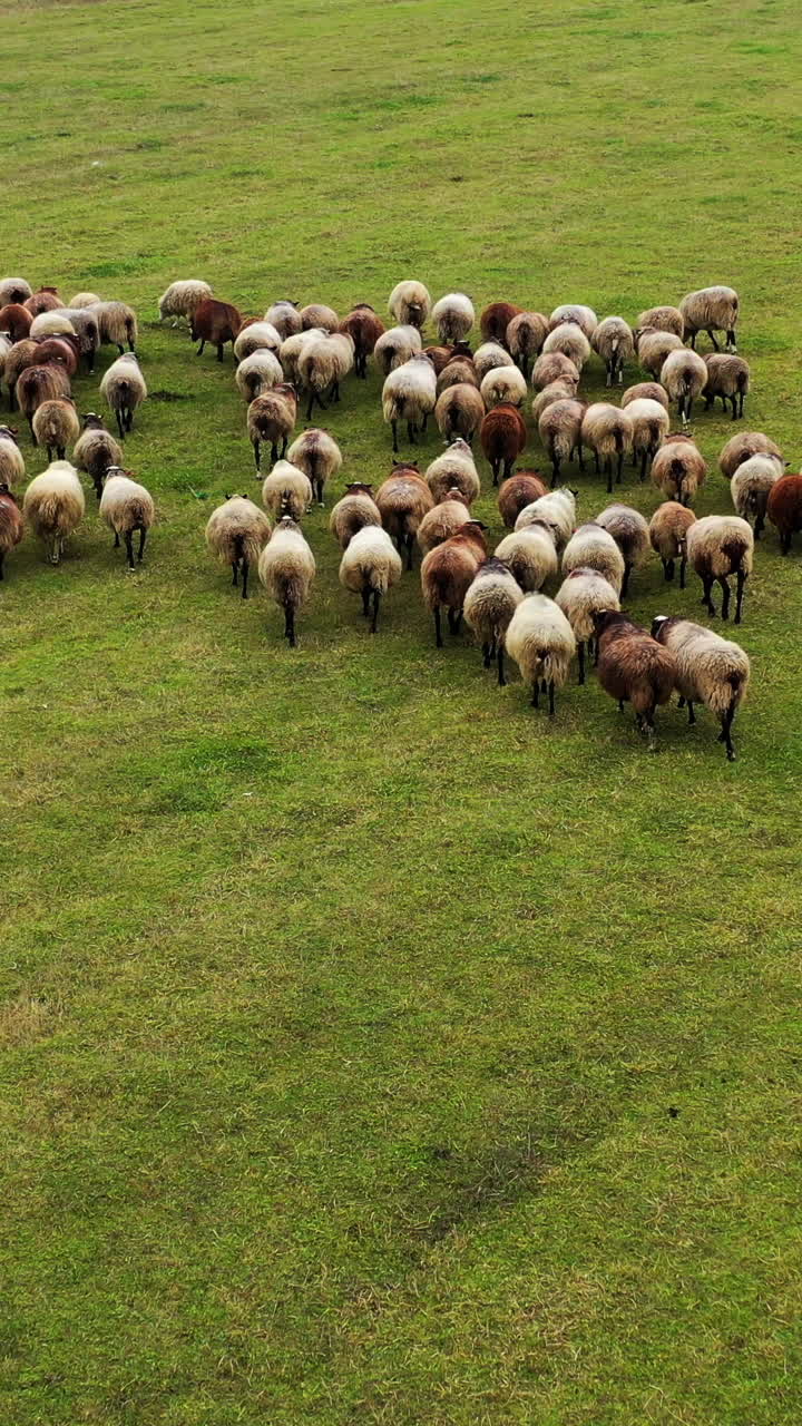 Flock of sheep on green field background. Domestic animals on pasture. Sheep on a meadow. Livestock agriculture. Aerial view. Vertical video