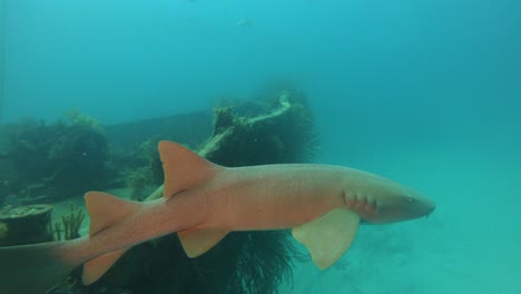 Hai-Bei-Einem-Schiffswrack-Auf-Den-Bahamas