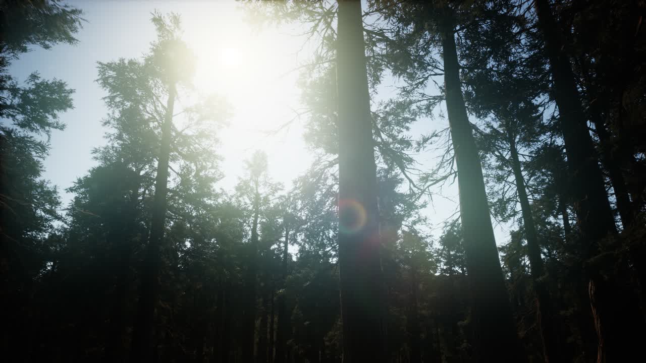 sequoia gigantes en verano en el parque nacional de sequoia, california