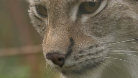 extreme close up of eurasian lynx eyes and snout, in shallow depth of field