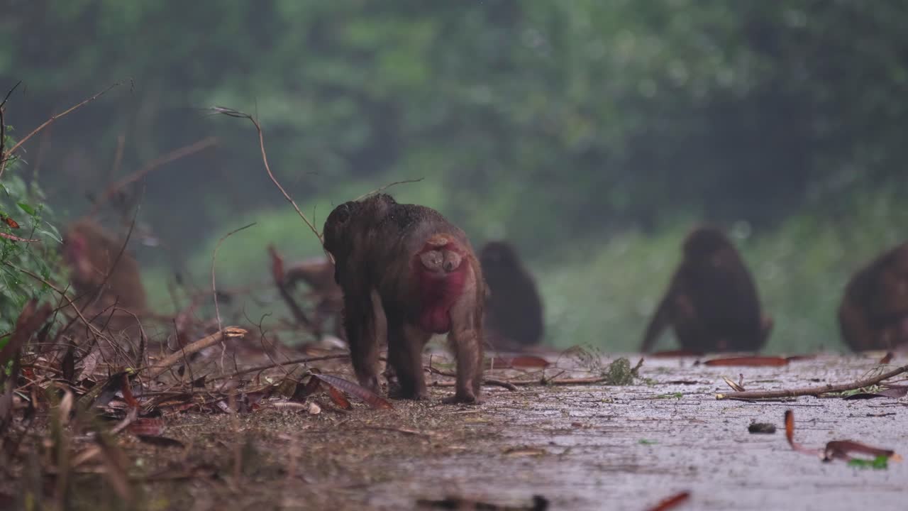 タイのケンクラチャン国立公園での切り株尾猿、マカカ・アルクトイデス、霧の多い雨の日