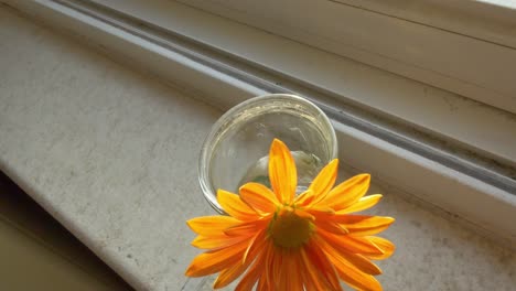 Slow-pedestal-down-to-a-single-orange-flower-in-a-glass-of-water-on-a-windowsill