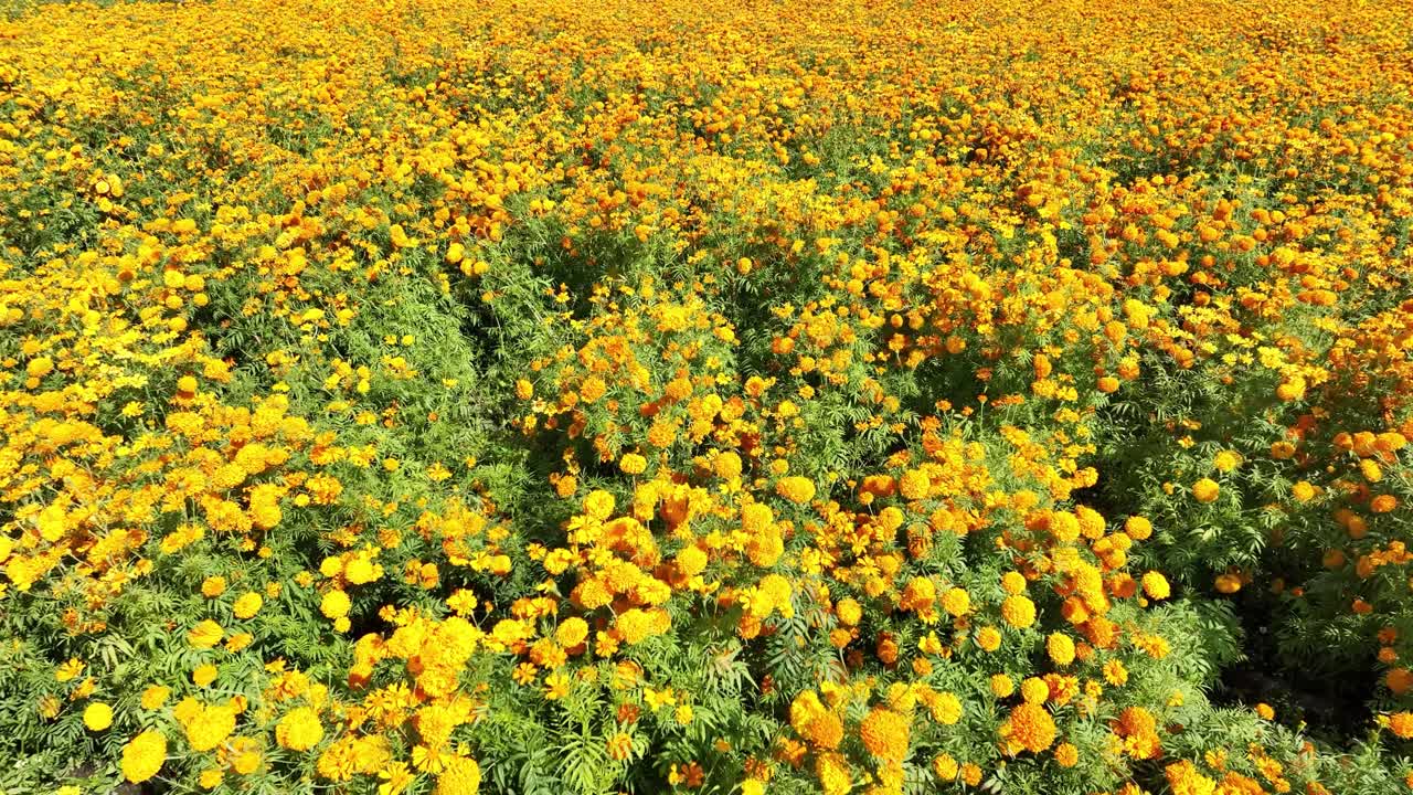 Filmato con carrellata in avanti di un campo di fiori di cempasúchil