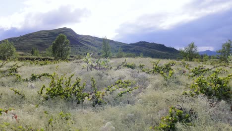 Tundra-Artica.-Hermosa-Naturaleza-Paisaje-Natural-De-Noruega.