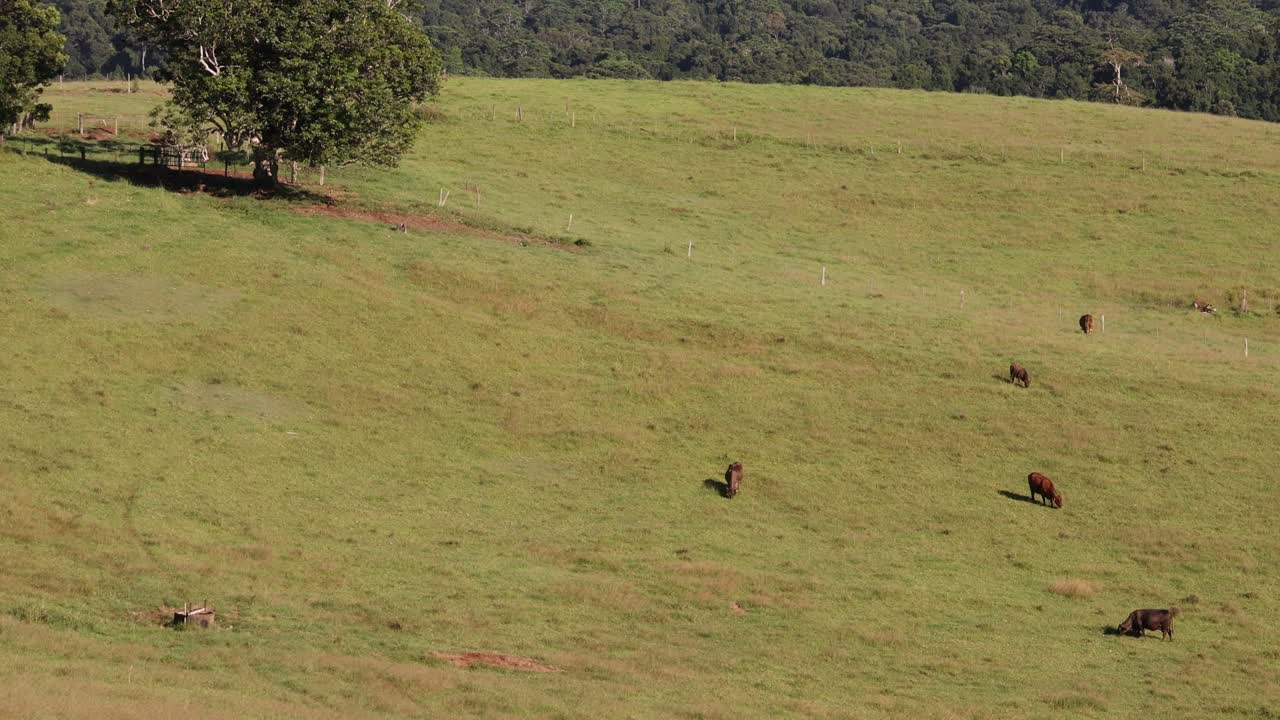 소 와 송아지 들 이 평화 로 들판 에서 먹이 를 먹고 있다