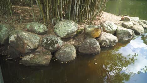 Rocky-base-near-clump-of-bamboo-trees,-clouds-reflecting-in-lake,-sunny-day