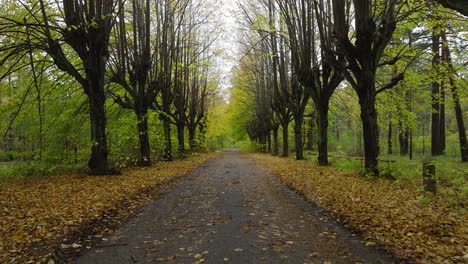 Establishing-view-of-the-autumn-linden-tree-alley,-empty-pathway,-yellow-leaves-of-a-linden-tree-on-the-ground,-idyllic-nature-scene-of-leaf-fall,-overcast-autumn-day,-low-drone-shot-moving-backward