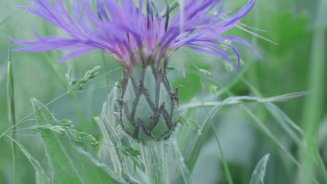 Dreamy-close-up-shot-of-the-head-of-a-mountains-cornflower,-ants-walking-over-the-plant