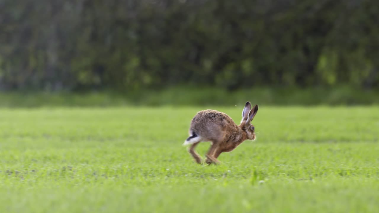 liebre corriendo en campo abierto