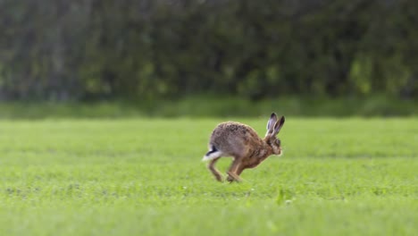 hare running in open field