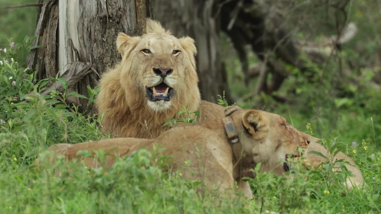 Una leona con collar tumbada delante de un león macho en la hierba en un día ventoso en el Parque Nacional Kruger, Sudáfrica.