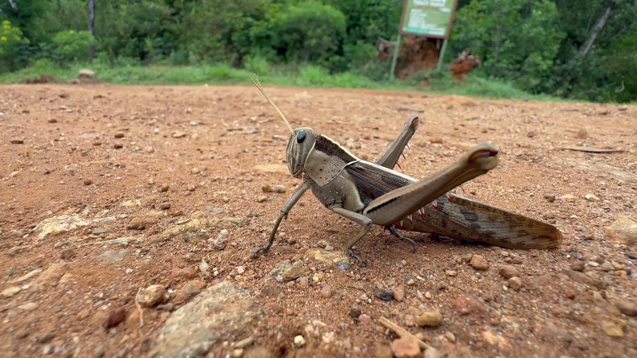 Locusta del giardino (Acanthacris ruficornis) che riposa su un sentiero sterrato circondato da una lussureggiante vegetazione. Ideale per contenuti educativi o documentari sulla fauna selvatica. Malawi.