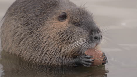 nutria coypu rat eating bread on vltava river, prague czechia