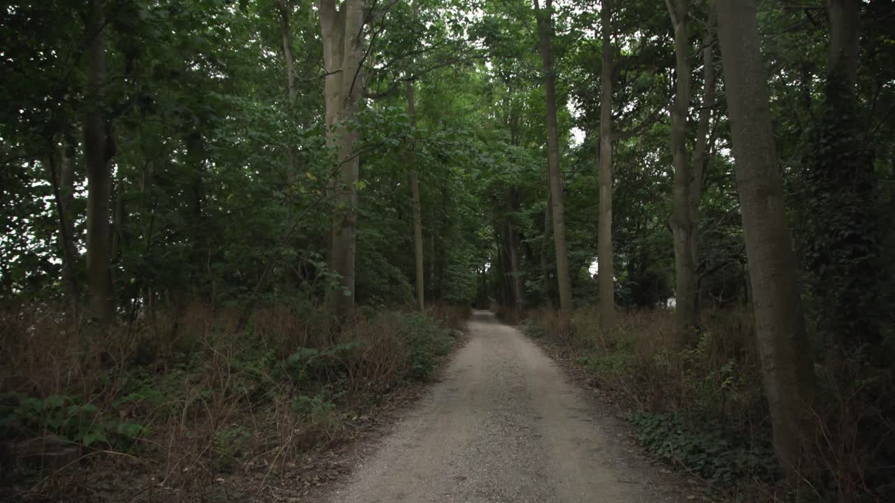Steady shot of dark path in the woods, Zoutelande, Zeeland, Netherlands, Europe, 4K