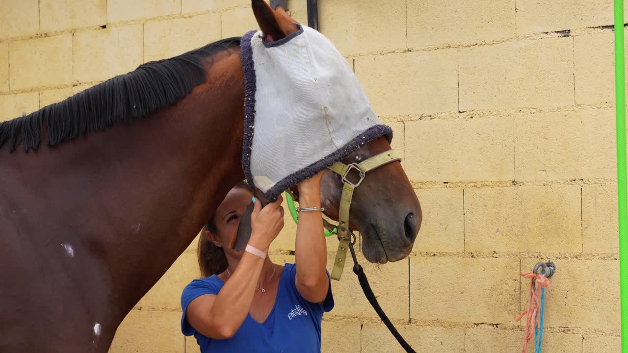 Horse keeper covering the face of a horse with a mask to avoid flies
