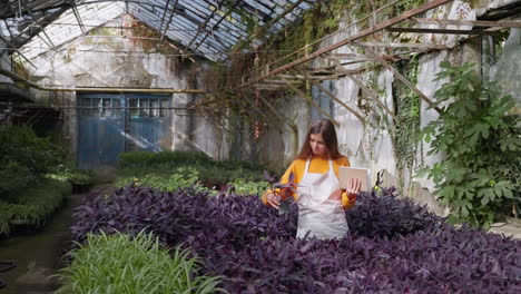 woman inspecting plants in a greenhouse