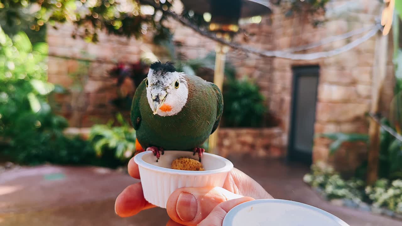 정원에서 먹이를 주는 다채로운 새