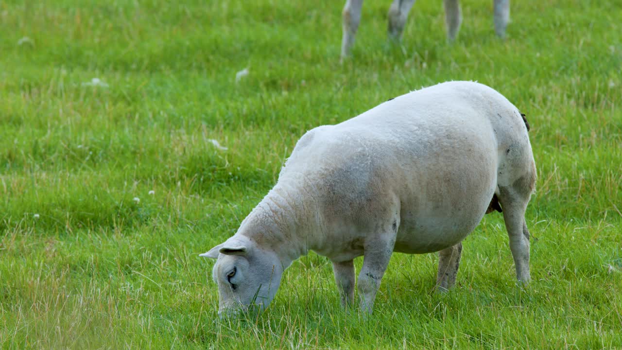 Single sheep eating green grass in daylight, static camera, wide shot, natural outdoor environment