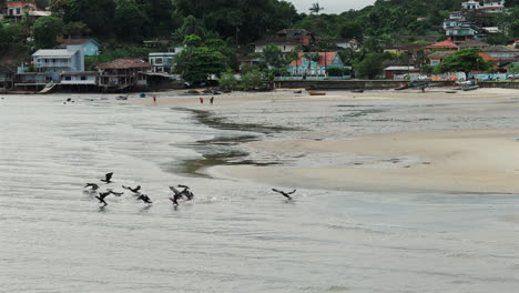 birds soar low over a fishermen's beach in southern brazil