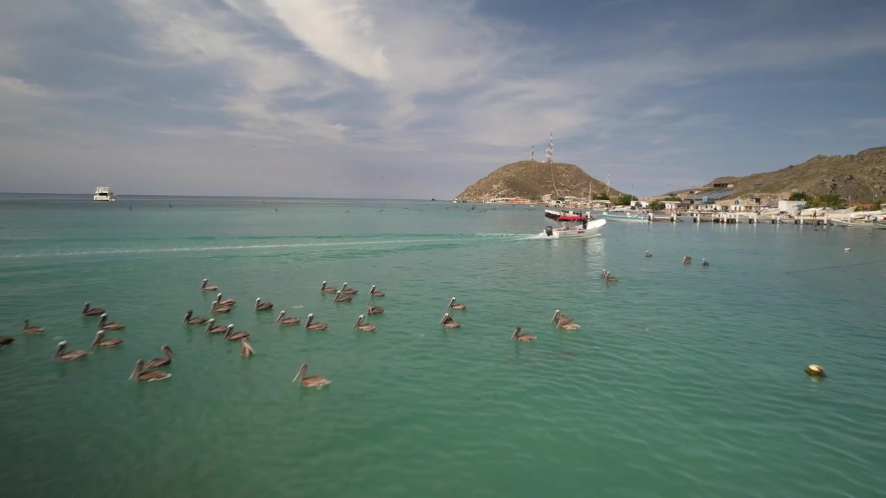 Baia tropicale con gabbiani che galleggiano e volano vicino a barche e moli sotto un cielo luminoso