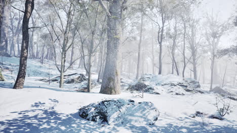 winter wonderland: a snowy forest scene