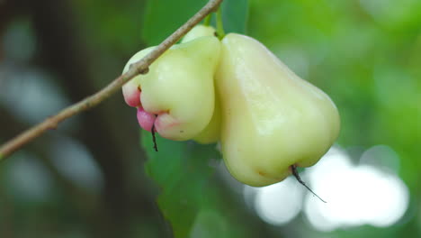 Primer-Plano-De-Una-Manzana-Rosa-Acuosa-En-El-árbol