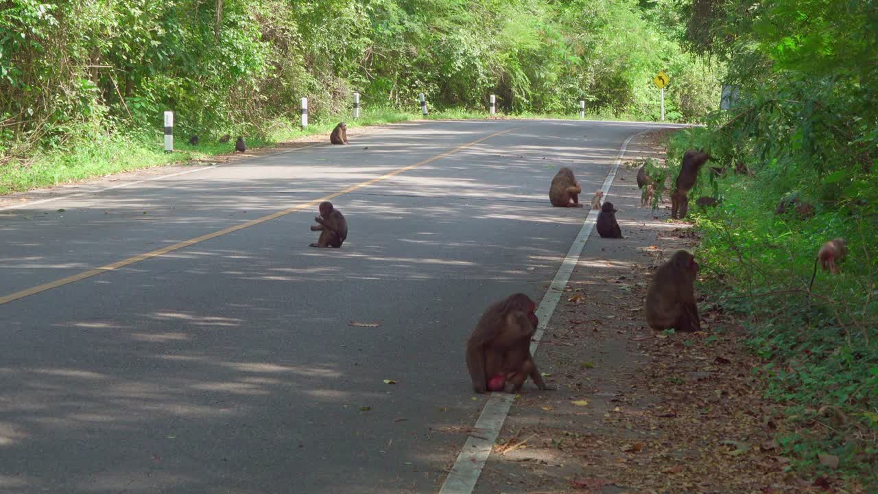 Multiple macaques resting and moving along an empty forest road surrounded by dense green trees under natural daylight, showing rare human-free wildlife interaction in tropical habitat
