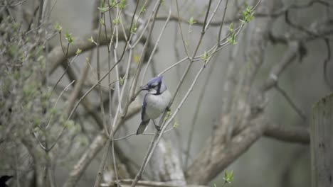 Zeitlupenporträt-Eines-Kanadischen-Blauhähervogels,-Der-Auf-Einem-Waldbaumzweig-Thront