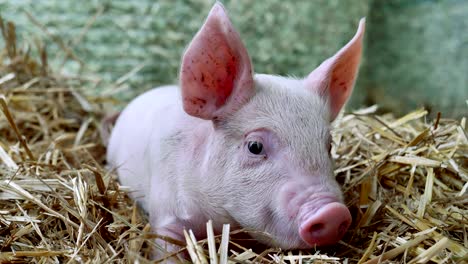 a piglet newborn standing on a straw in the farm. concept of biological , animal health , friendship , love of nature . vegan and vegetarian style . respect for animals.