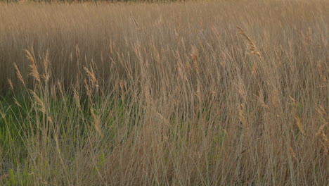 Captivating-Reed-Grass:-Golden-Hour-Ambience-with-Subtle-Wind-Movement-in-4K-Slow-Motion