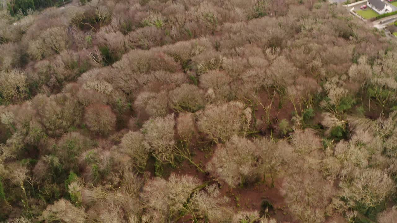 Uprooted tree trunks and broken branches lie scattered across a muddy forest clearing, drone bird's eye overview