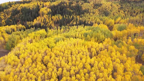 Vista-Aérea-Del-Bosque-De-álamos-Amarillos-Y-Coníferas-Verdes,-Paisaje-Otoñal-En-El-Campo-Americano,-Disparo-De-Drones