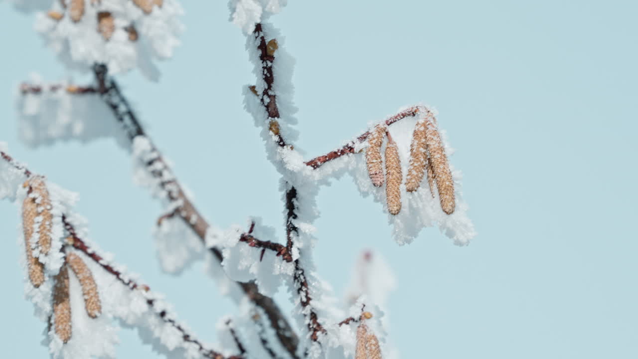 Snow-covered tree branches with catkins hanging, winter scene against blue sky