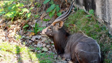 nyala resting peacefully in natural surroundings