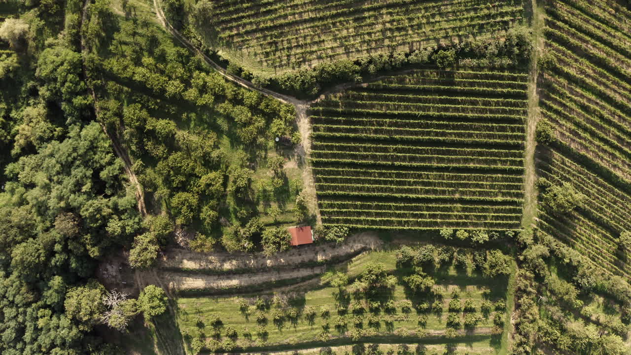 Aerial View of a Vineyard and Fruit Orchard