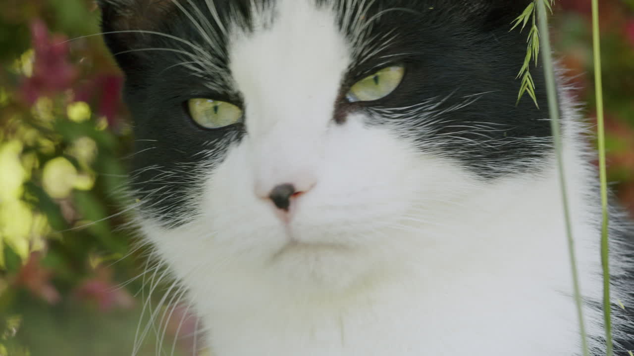 Closeup of young black and white cat in garden, pet looking at camera