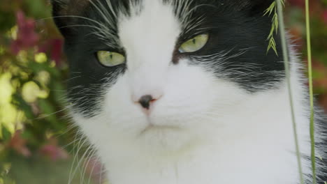 closeup of young black and white cat in garden, pet looking at camera
