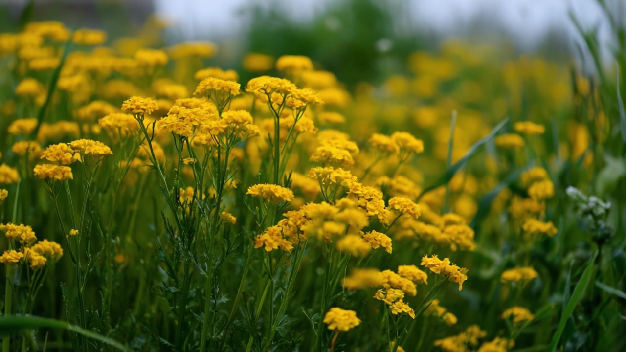 Fiori gialli vivaci che sbocciano in un campo verde lussureggiante, mettendo in mostra la bellezza della natura e i delicati dettagli dei petali, completati da uno sfondo tenue.
