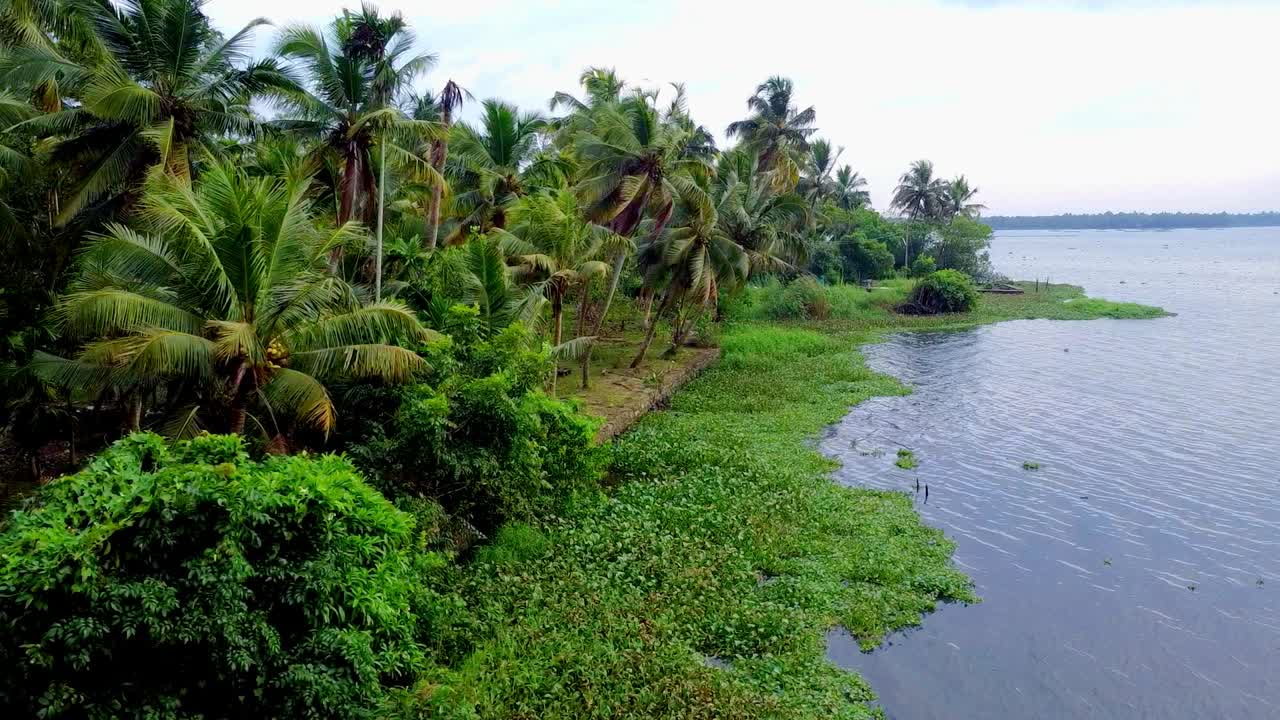 Lush tropical riverbank, dense green foliage, palm trees, and aquatic plants along the water's edge on a cloudy day