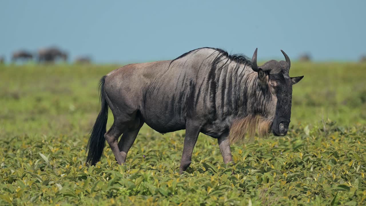 Slow Motion Wildebeest Walking in Africa Serengeti Migration in Tanzania, Close Up Shot Migrating in Serengeti National Park on African Animals Wildlife Safari in Sunny Sunshine with Clear Blue Sky
