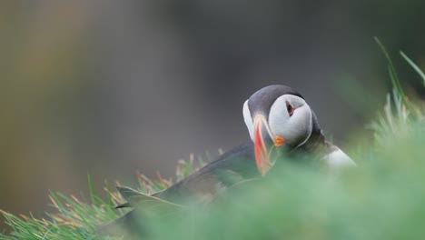 Papageientaucher-Sitzt-Auf-Dem-Gras-In-Südisland