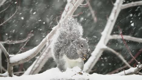 gray squirrel eating on a fence during a blizzard