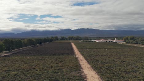 Vuelo-A-Baja-Altura-Sobre-Hermosos-Viñedos-En-La-Región-De-Cafayate,-Valles-Cachalquíes,-Salta,-Argentina