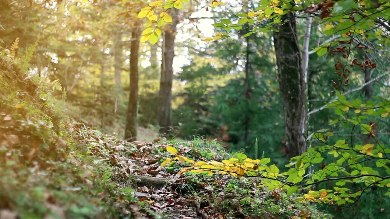 ⁇ 는 가을의 숲 사람